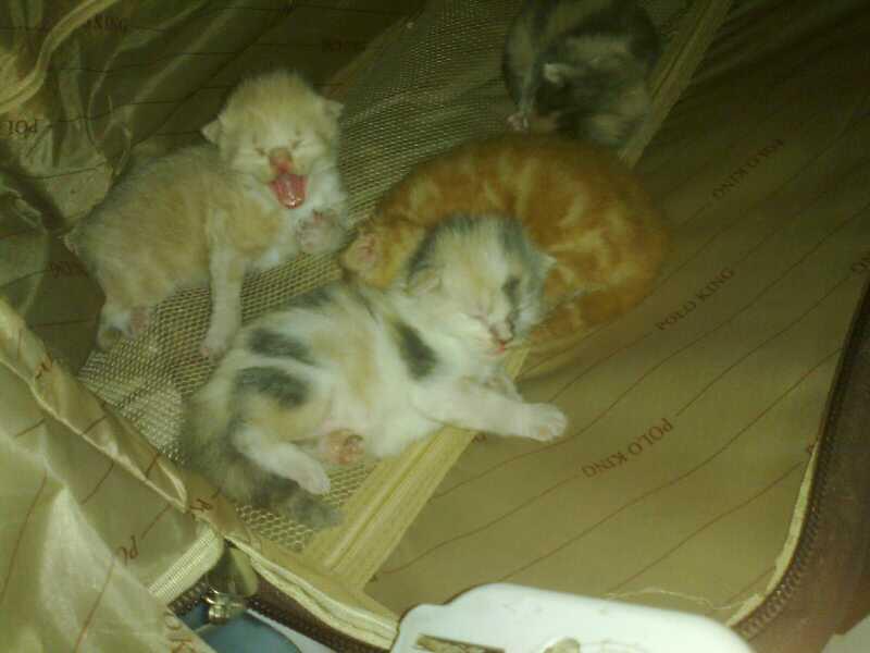 Anak Kucing Persia Main kong endut&lucu 3bulan divaksin Jakarta-Semarang