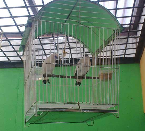 sepasang burung jalak bali umur 5 bulan