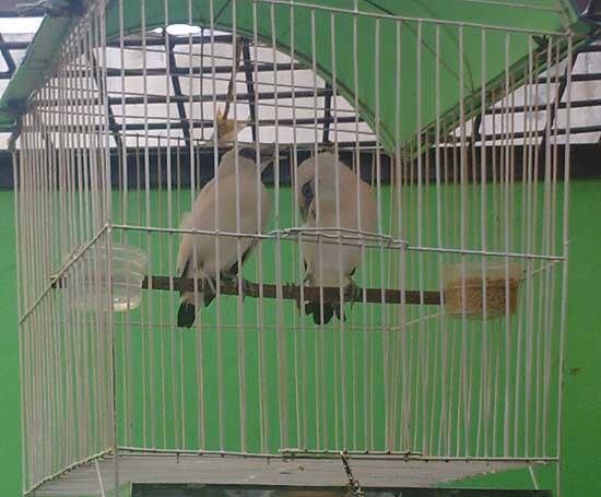 sepasang burung jalak bali umur 5 bulan