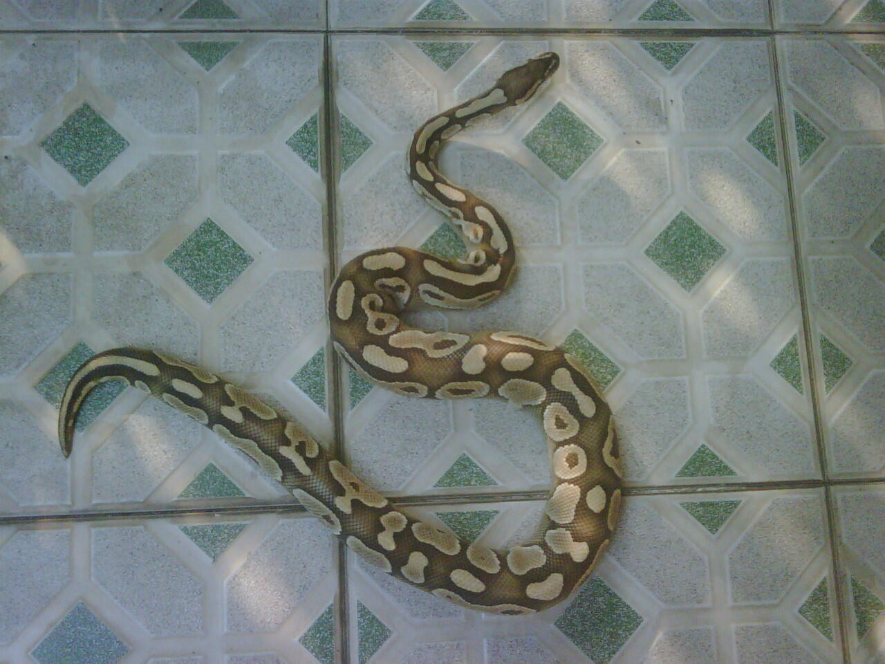 BALL PYTHON LESSER PLATINUM MALE ADULT