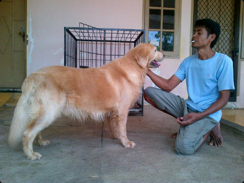 PEJANTAN GOLDEN LONG HAIR AND BIG SIZE 1jt nett cod semarang
