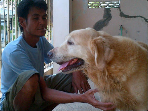 PEJANTAN GOLDEN LONG HAIR AND BIG SIZE 1jt nett cod semarang