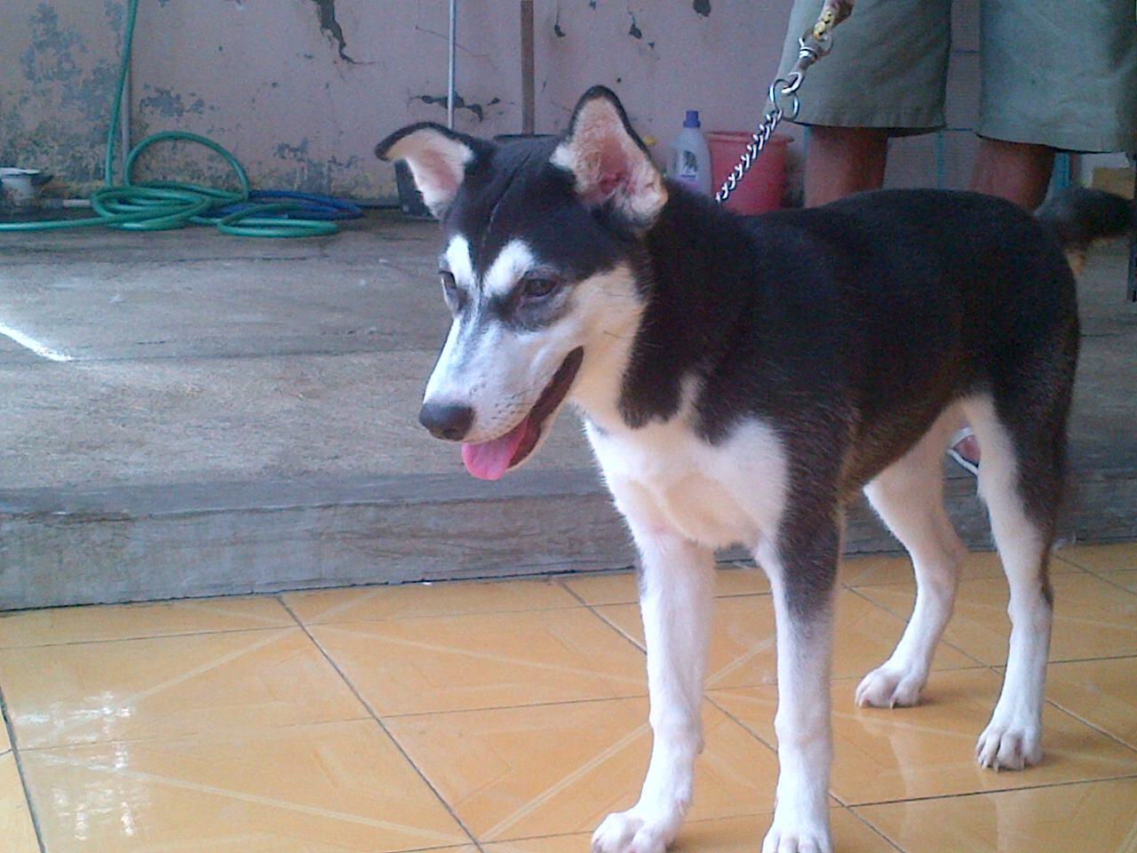 Husky betina calon indukan non stb murah