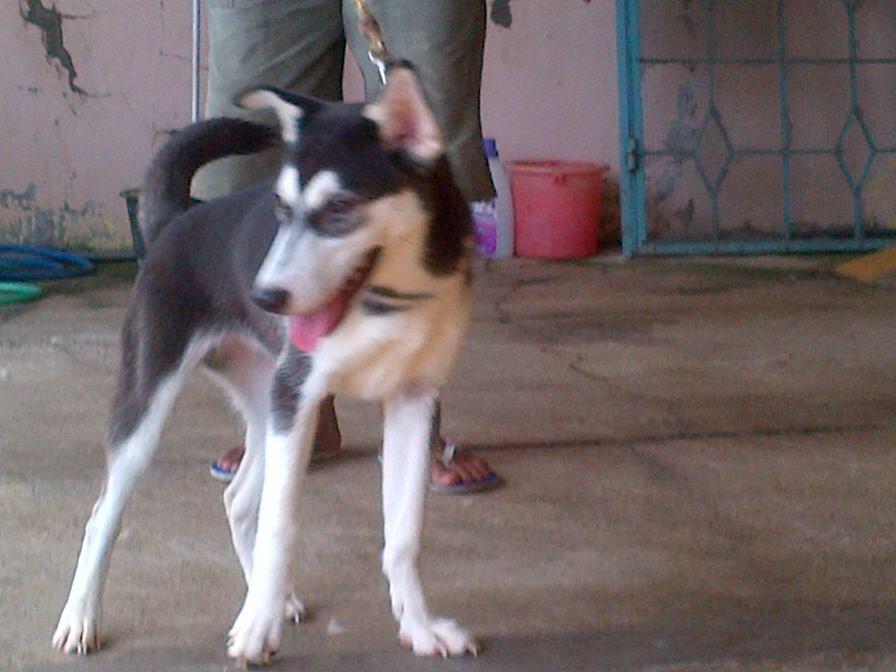 Husky betina calon indukan non stb murah
