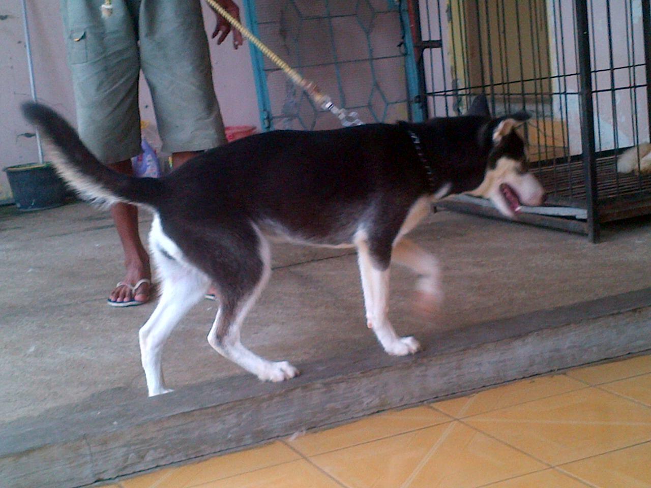 Husky betina calon indukan non stb murah