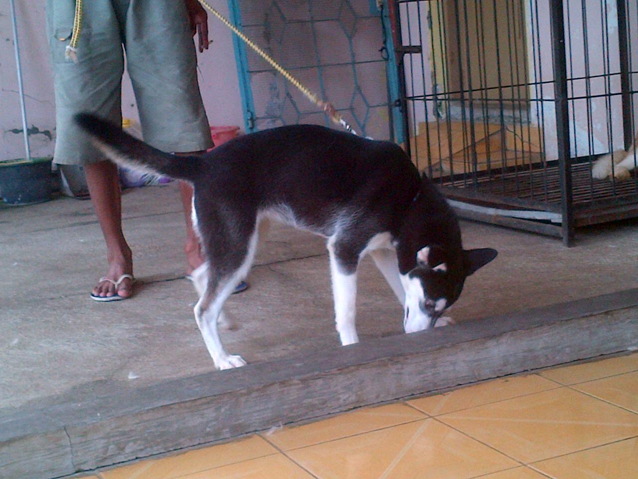 Husky betina calon indukan non stb murah