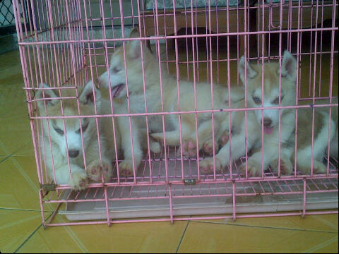 Husky puppies cinamon cucu impor good quality harga Murah