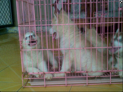 Husky puppies cinamon cucu impor good quality harga Murah