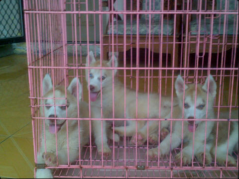 Husky puppies cinamon cucu impor good quality harga Murah