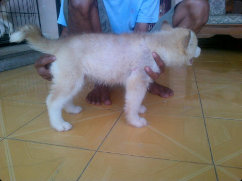 Husky puppies cinamon cucu impor good quality harga Murah