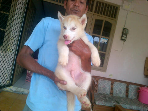 Husky puppies cinamon cucu impor good quality harga Murah