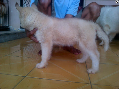 Husky puppies cinamon cucu impor good quality harga Murah