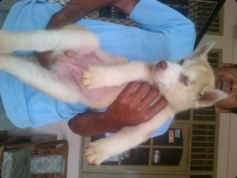 Husky puppies cinamon cucu impor good quality harga Murah
