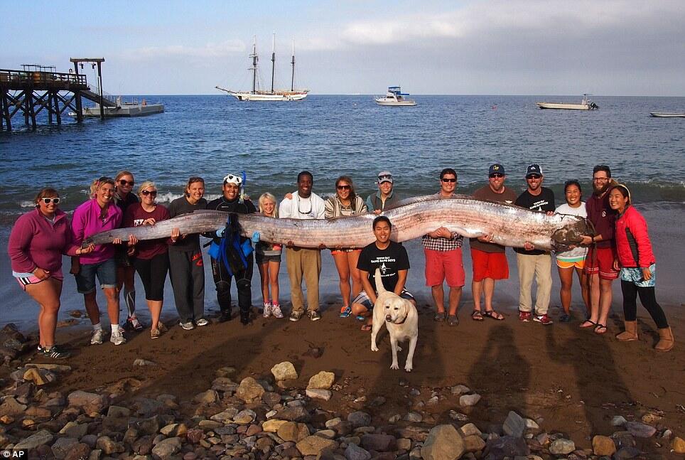 ikan raksasa sepanjang 5.4 meter persegi terdampar pantai California 