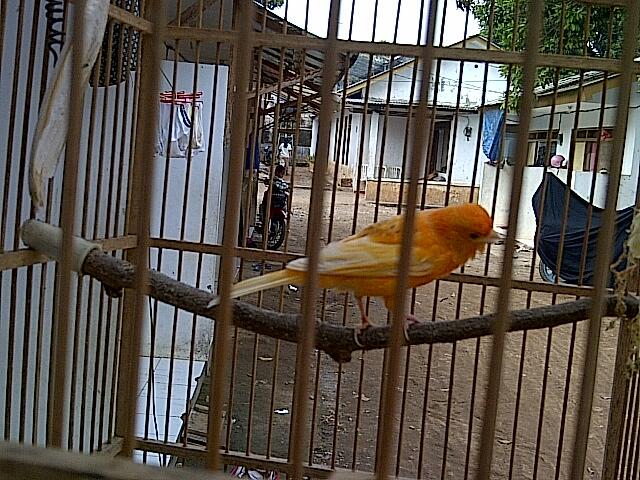JUAL BORONGAN KENARI PROSPEK...SEPAKET AJA