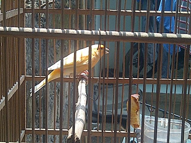JUAL BORONGAN KENARI PROSPEK...SEPAKET AJA