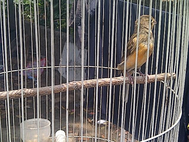 JUAL BORONGAN KENARI PROSPEK...SEPAKET AJA