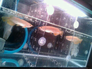Arwana Golden Red
