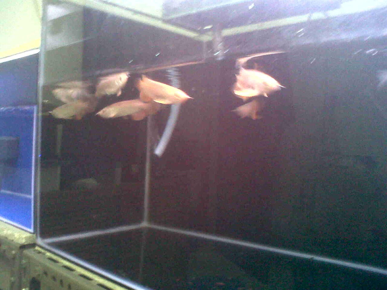 Arwana Golden Red