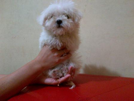 PUPIES MALTIS UNYU IMUT BANDUNG