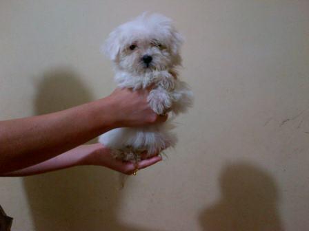 PUPIES MALTIS UNYU IMUT BANDUNG