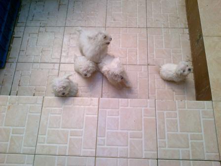 PUPIES MALTIS UNYU IMUT BANDUNG