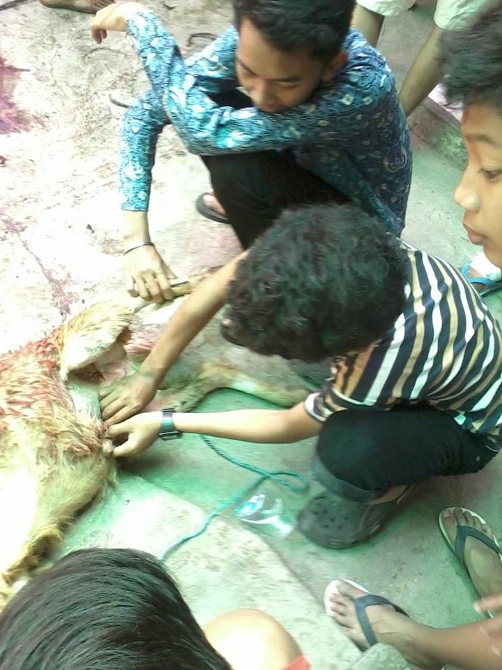 Penampakan aneh saat qurban