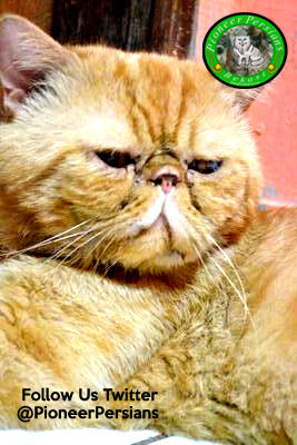 Jasa Pemacakan Kucing Persia Exotic Extreme
