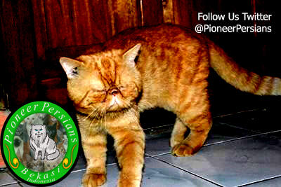Jasa Pemacakan Kucing Persia Exotic Extreme