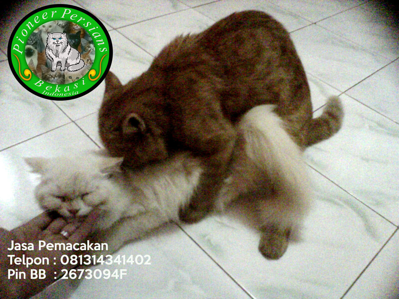 Jasa Pemacakan Kucing Persia Exotic Extreme
