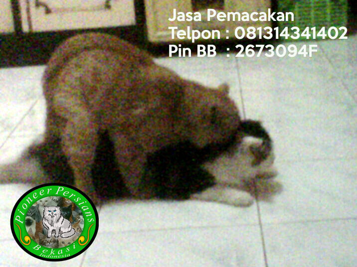 Jasa Pemacakan Kucing Persia Exotic Extreme