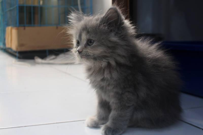kucing persia kitten