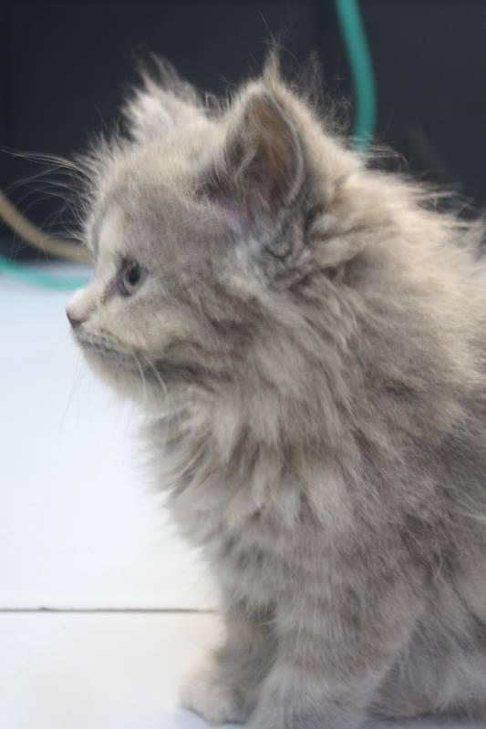 kucing persia kitten
