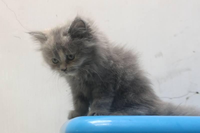 kucing persia kitten