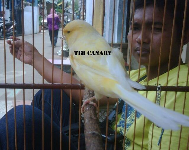 Kenari F3ys siapan umur 6bln Up