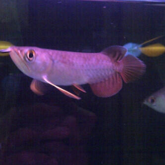 ikan arwana golden red mahato 11cm