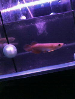 ikan arwana golden red mahato 11cm