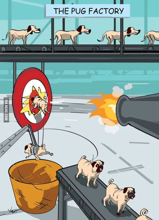 asal mula anjing pug yang wow!!!!