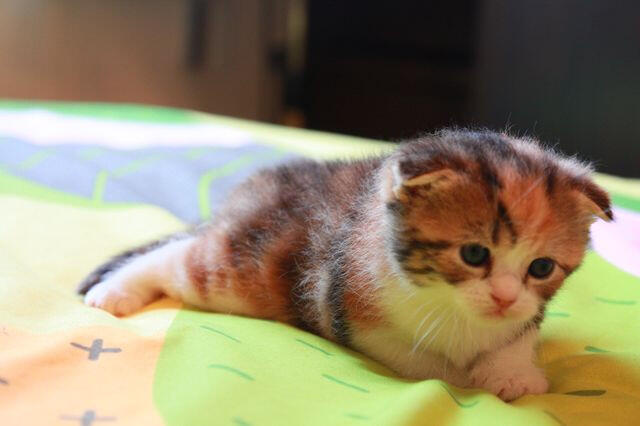 &#91;Cat Lover&#93; Share Kucing imut ane yang baru ane beli &#91;Awas jatuh cinta&#93;+