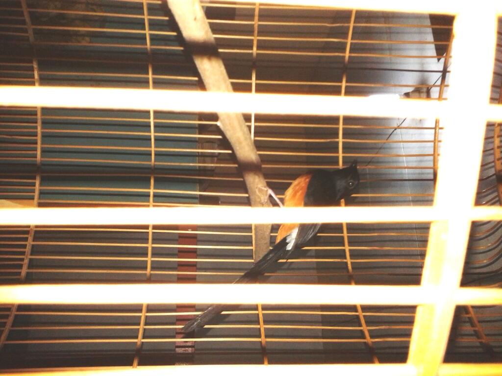 Murai medan hutan
