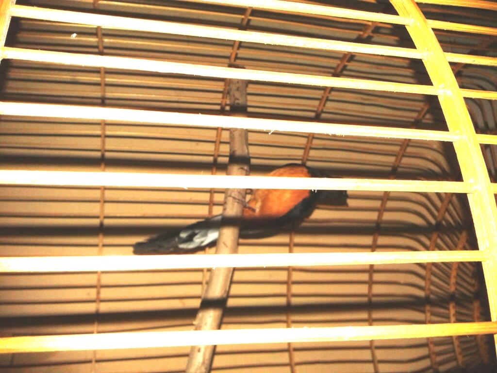 Murai Medan Mh