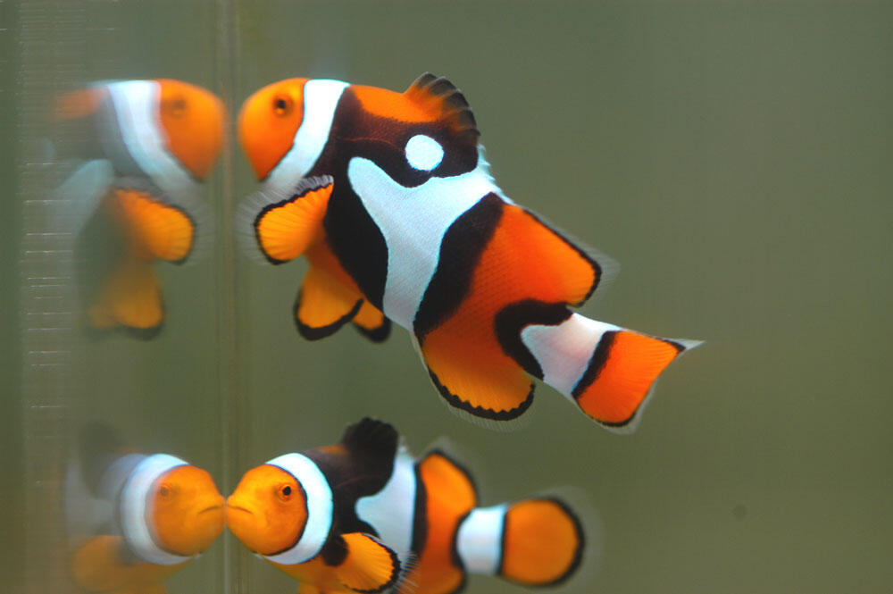 Ikan Nemo clownfish atau ikan badut