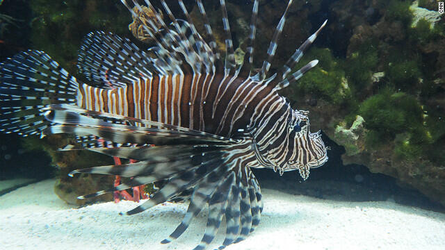 LIONFISH IKAN ANEH DAN LUCU