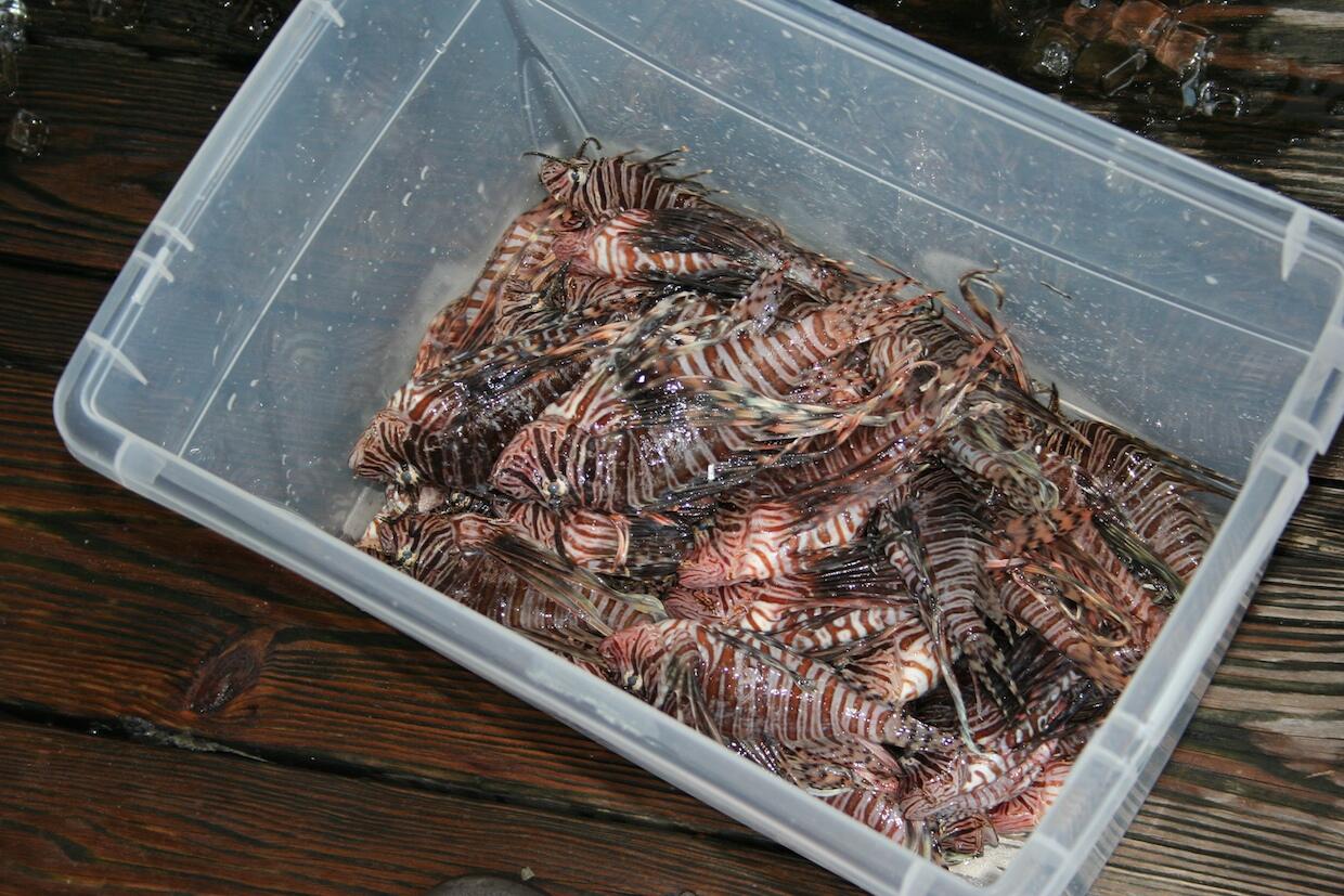 LIONFISH IKAN ANEH DAN LUCU