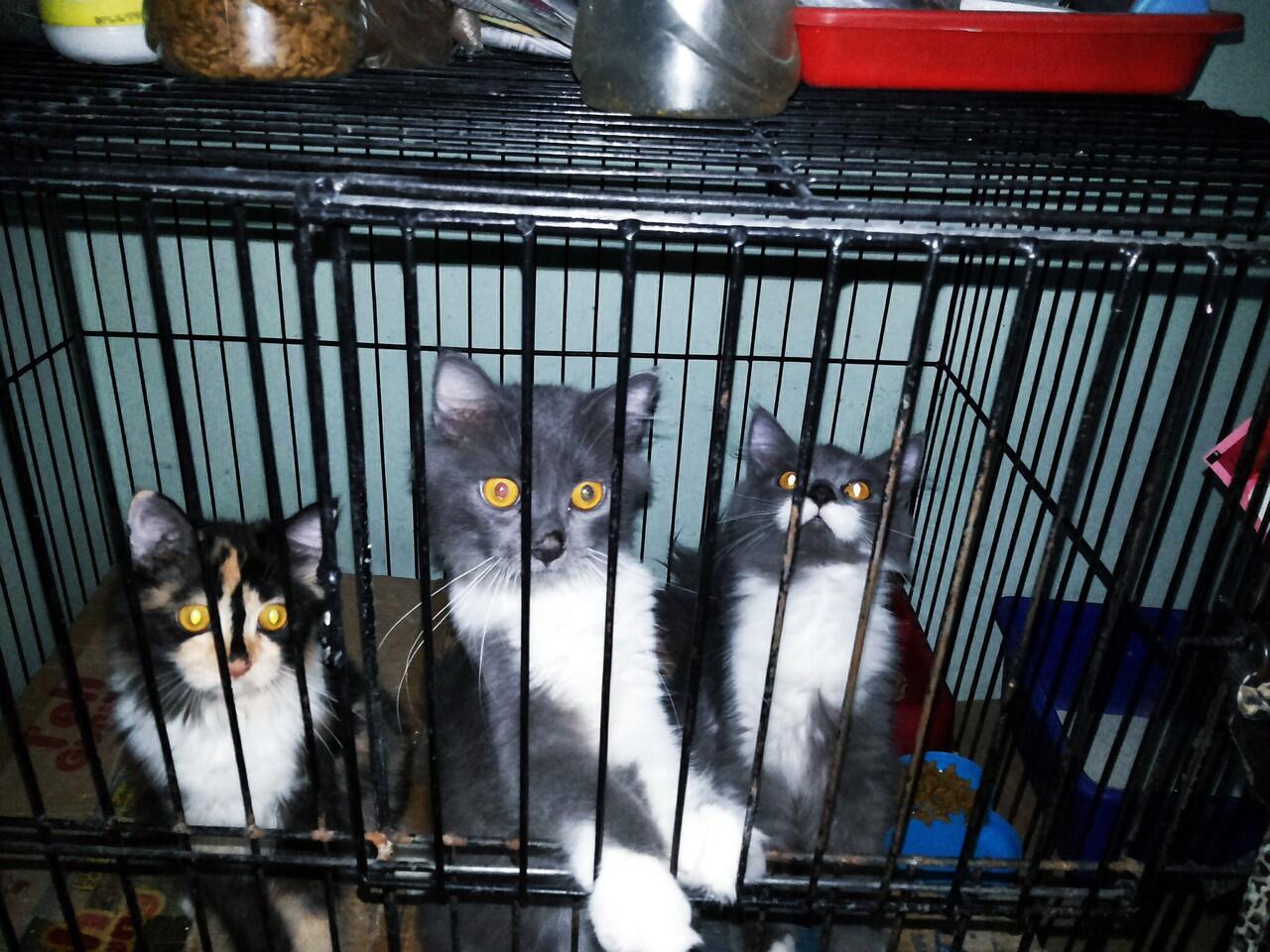Persia Medium Jantan dan Betina