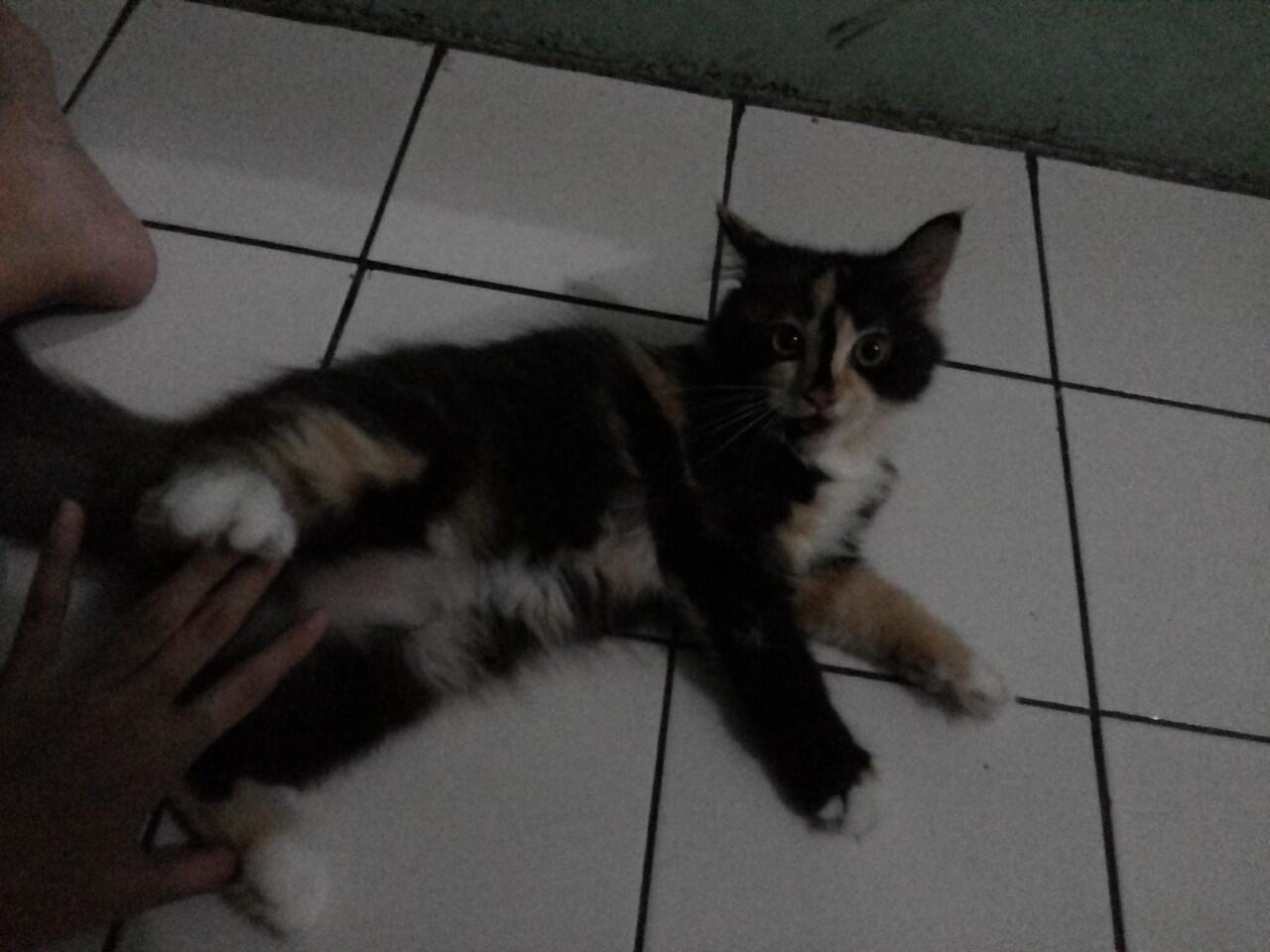 Persia Medium Jantan dan Betina