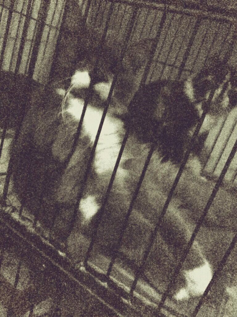 Persia Medium Jantan dan Betina