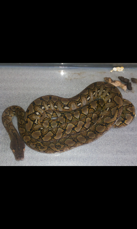 Retic Kalatoa ( Super Dwarf ) MANTAP !!