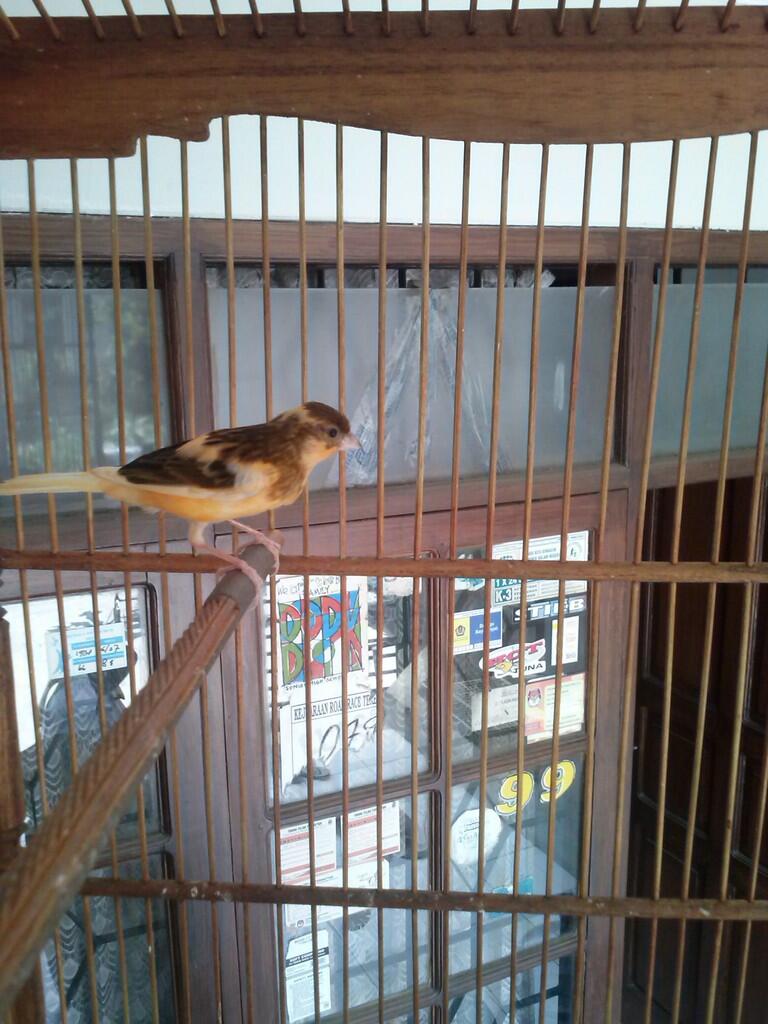 wts kenari lokal warna bon orange gacorrr