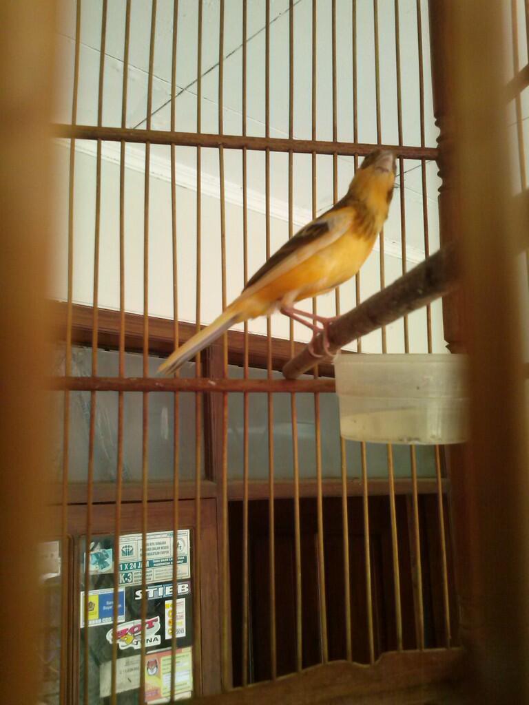 wts kenari lokal warna bon orange gacorrr